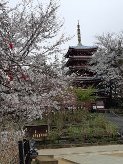 本土寺の桜写真１