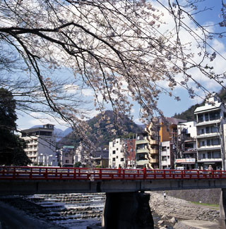 箱根湯本の桜写真１