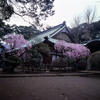 箱根湯本の桜写真２
