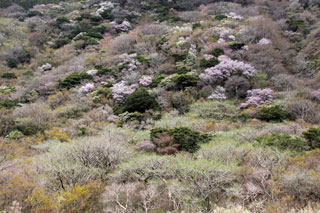 箱根（芦ノ湖・仙石原）の桜写真１
