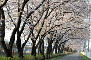 さわやかロードの桜写真１