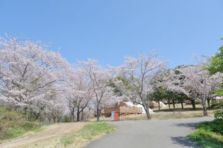いばらきフラワーパークの桜写真１