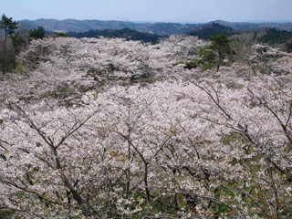 東松島市滝山公園の桜写真１