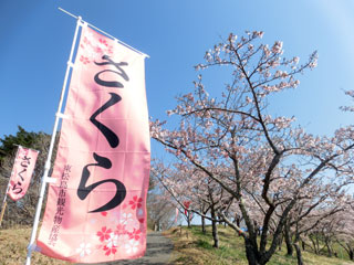東松島市滝山公園の桜写真２
