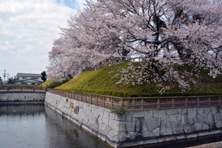 壬生町城址公園の桜写真２