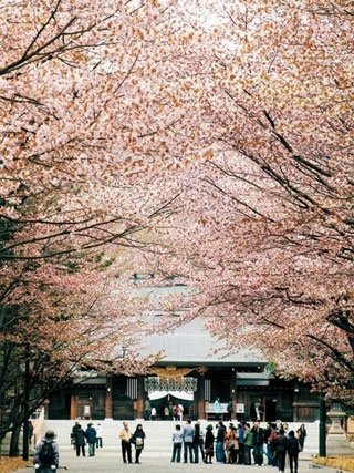 北海道神宮の桜 花見特集21