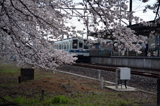 国谷駅の桜写真１
