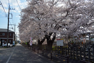 国谷駅の桜写真２