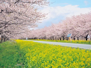 大潟村 桜と菜の花ロードの桜 花見特集21
