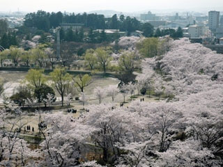 開成山公園 開成山大神宮の桜 花見特集21