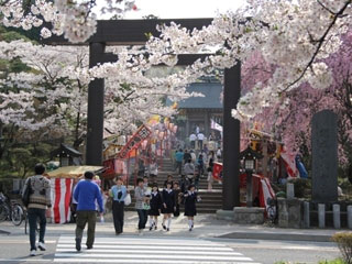 開成山公園 開成山大神宮の桜 花見特集21