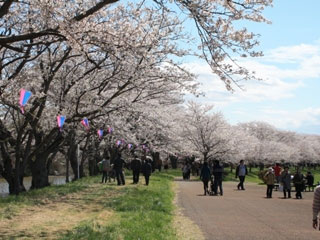 福岡堰の桜 花見特集21