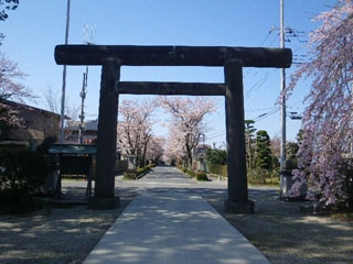 乃木参道の桜 花見特集21