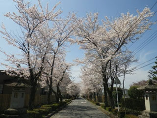 乃木参道の桜 花見特集21