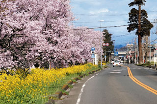 国道352号（栃木）の桜写真１
