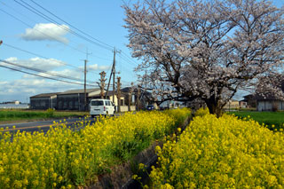 国道352号（栃木）の桜写真２