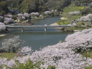 佐久間ダム公園の桜 花見特集21