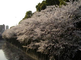 江戸川公園の桜 花見特集21