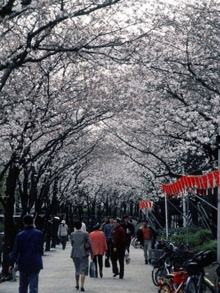 隅田公園 台東区側 の桜 花見特集21