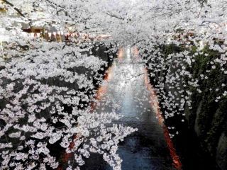 目黒川の桜写真１