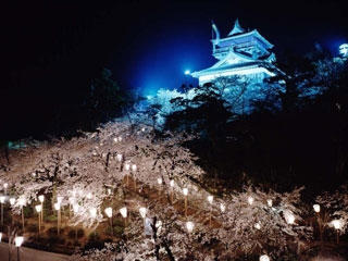 丸岡城 霞ヶ城公園 の桜 花見特集21