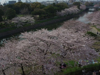 荒子川公園の桜写真2
