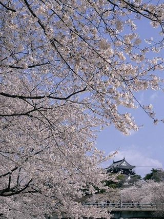 岡崎公園の桜写真２