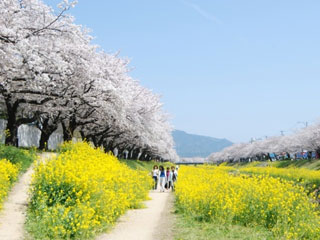 佐奈川堤の桜写真１