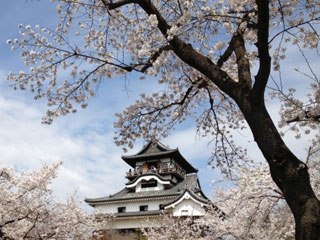 国宝犬山城と木曽川遊歩道の桜写真１