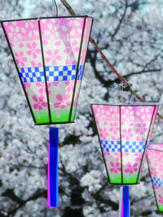 桃山公園の桜写真２