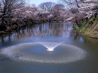 棚倉城跡（亀ケ城公園）の桜写真１