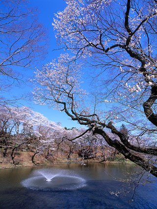 棚倉城跡（亀ケ城公園）の桜写真２