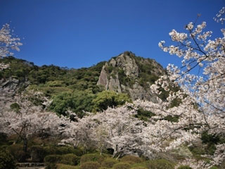 御船山楽園の桜写真１