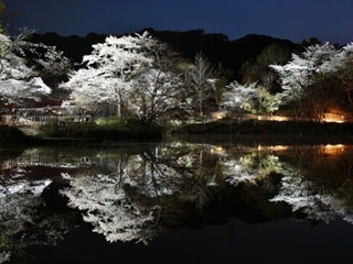 御船山楽園の桜写真２