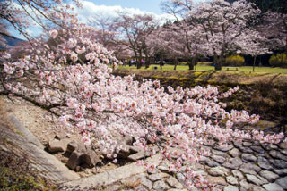 倉町野（丹波少年自然の家）の桜写真２