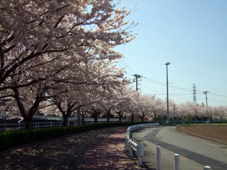 長泉町 桜堤遊歩道の桜写真１