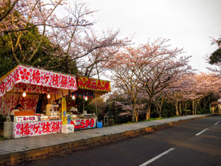 和布刈公園の桜写真２