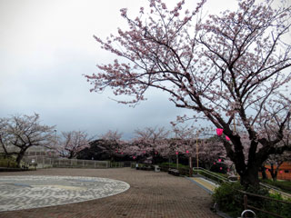高塔山公園の桜写真２