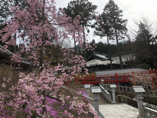 呑山観音寺の桜写真１