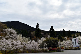 呑山観音寺の桜写真２