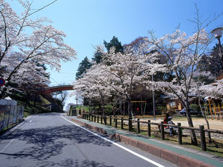 松ヶ岡公園の桜写真２