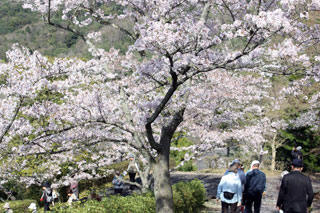 ひろしま遊学の森 広島県緑化センターの桜写真１
