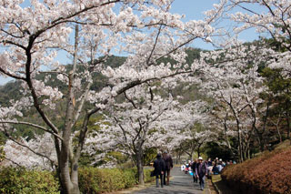 ひろしま遊学の森 広島県緑化センターの桜写真２