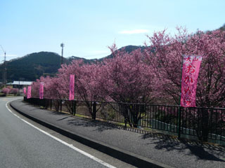 大山新道 おかめ桜写真１