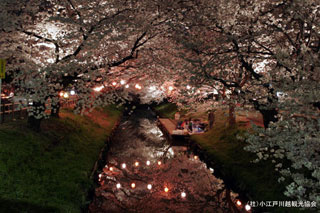 新河岸川沿いの桜写真２