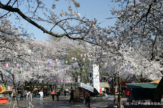 喜多院の桜写真１