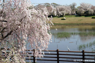 小畔水鳥の郷公園の桜写真１