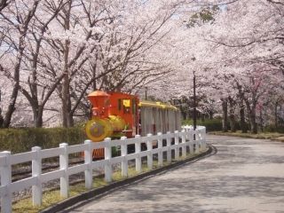 東武動物公園の桜 花見特集22 東武動物公園の桜 花見特集22