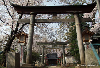 川越 熊野神社の桜写真１