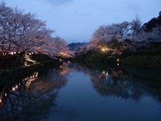 鹿野城跡公園の桜 花見特集22